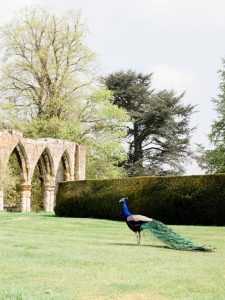 peacock in Birdsall Estate grounds
