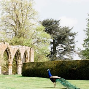 peacock at Birdsall Estates 