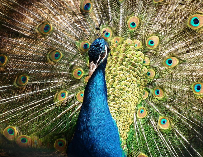 peacock