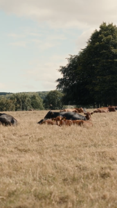 Stabiliser beef cattle grazing on steeper pasture at Birdsall in the Yorkshire Wolds